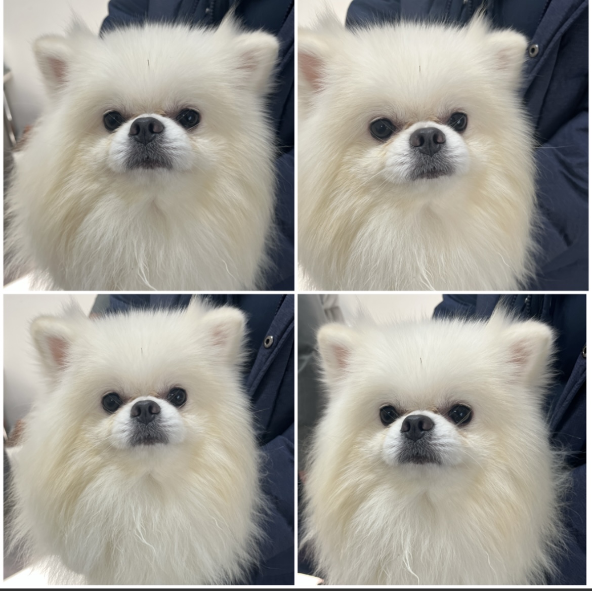 종료(입양) 포메라…